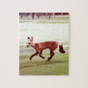 Puzzle running red fox photographe