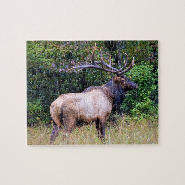 Puzzle Saison de chasse - Elk taureau - 8x10 (Horizontal)