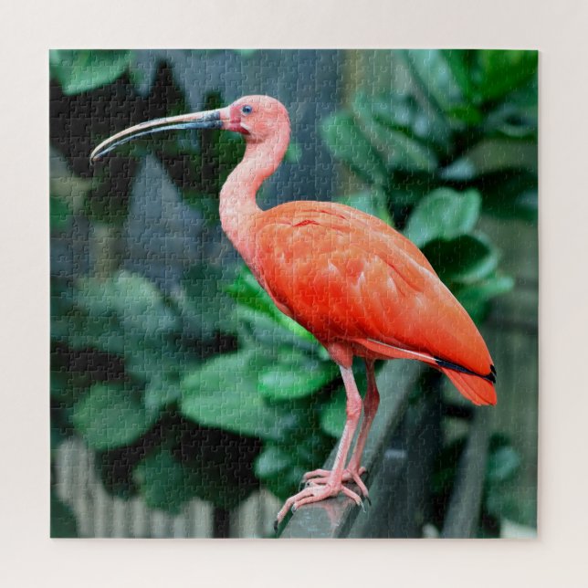 Puzzle Scarlet (Vertical)