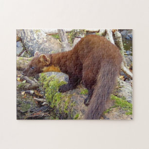 Puzzle Scène charmante de forêt de pins avec martres