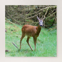 Scène forestière élégante avec un chevreuil mâle, 