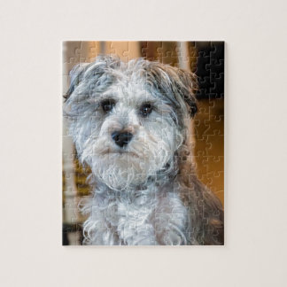 Puzzle Schnauzer miniature gris