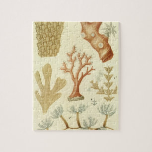 Puzzle Science Textbook Biologie, Corail Vintage Animaux