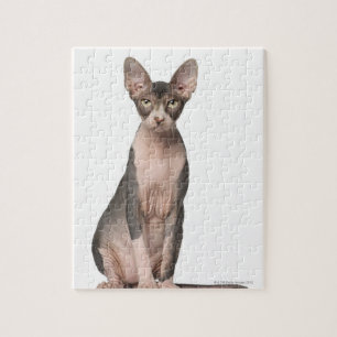 Puzzle Séance de Sphynx (7 mois)