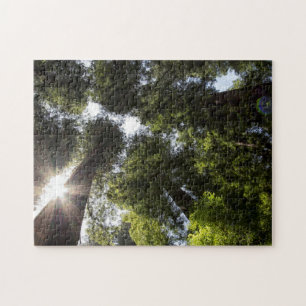 Puzzle Séquoias géants, Parc d'État des Séquoias géants d