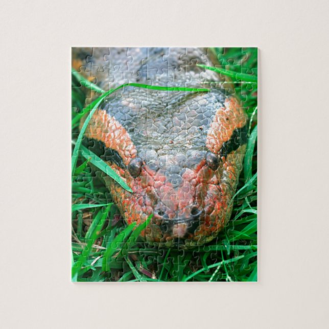 Puzzle Serpent d'Anaconda (Vertical)