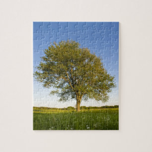 Puzzle Seul érable dans un champ de foin à la ferme Raymo