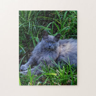 Puzzle Sgolis Grey Maine Coon Cat Challenging Photo