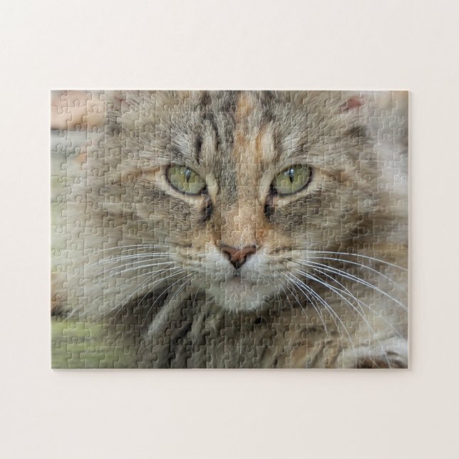 Puzzle Sgolis Photo Feral Cat Portrait Difficile (Horizontal)