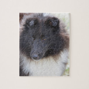 Puzzle Sheltie adorable