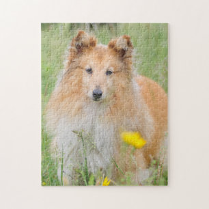 Puzzle Shetland Sheepdog - Sheltie Dog
