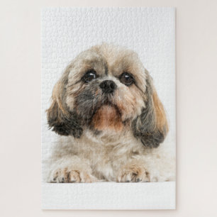 Puzzle Shih Tzu Photo de chien animal de compagnie