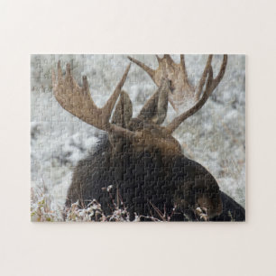 Puzzle Shiras Bull Moose