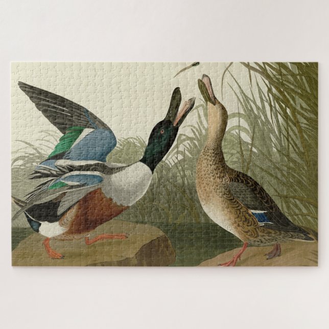 Puzzle Shoveler Duck - de Audubon's Birds of America (Horizontal)