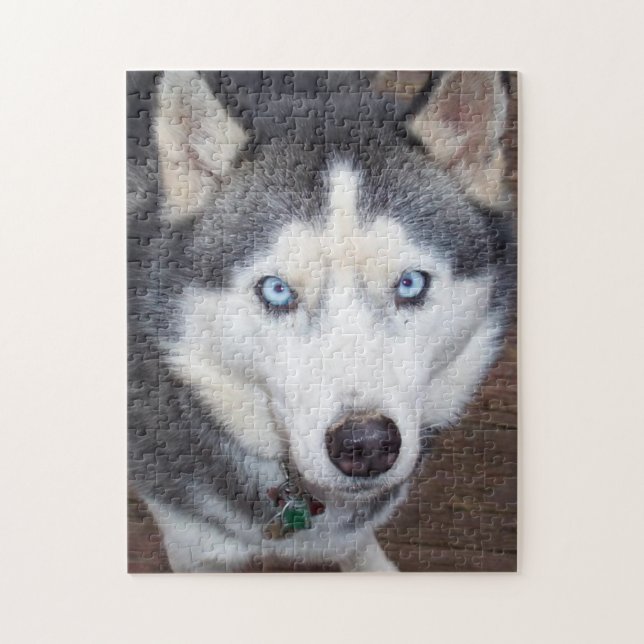Puzzle Sibérie_Husky_blue-eyed.png (Vertical)