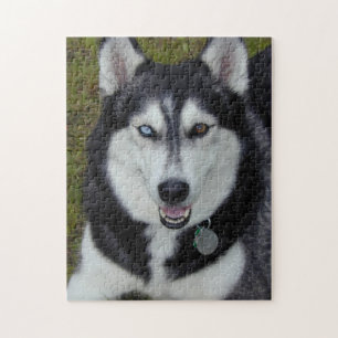 Puzzle Sibérien Bi-Eyed Huskie