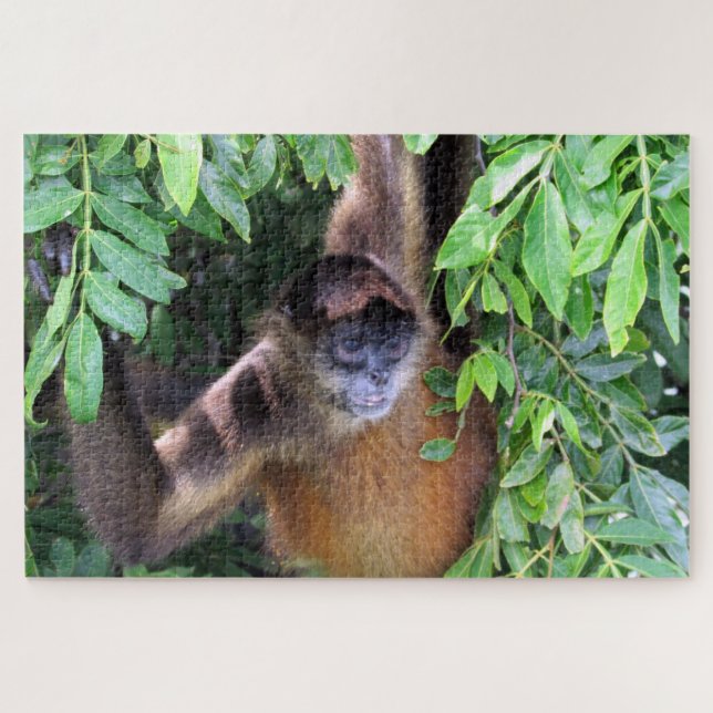 Puzzle singe araignée (Horizontal)