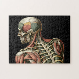 Puzzle Skeletal Homme anatomie humaine art Médicale
