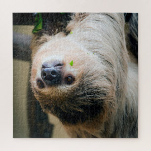 Puzzle Sloth 001