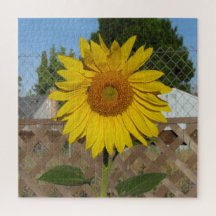Puzzle - Sonnenblume gegen Zaun