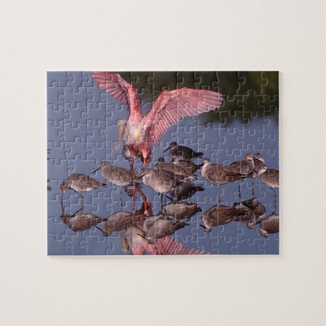 Puzzle Spatule rosée avec des chevaliers semipalmés en ea (Horizontal)