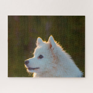 Puzzle Spitz japonais.