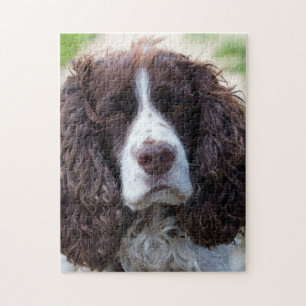 Puzzle springer anglais spaniel.png