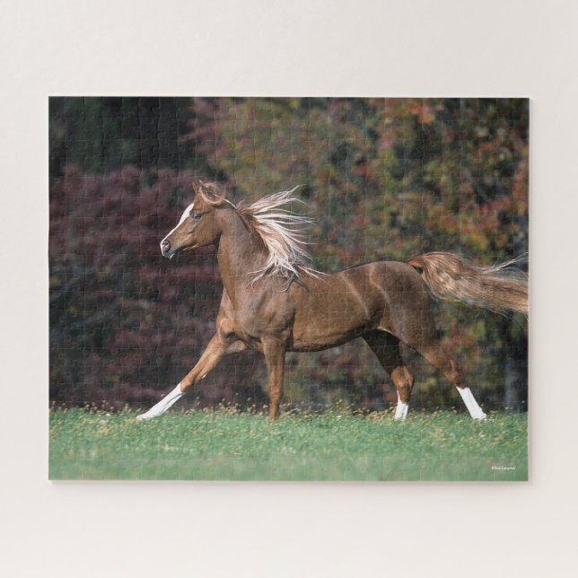 Puzzle Stallion Arabe Courant Fluant Mane Et Queue (Horizontal)