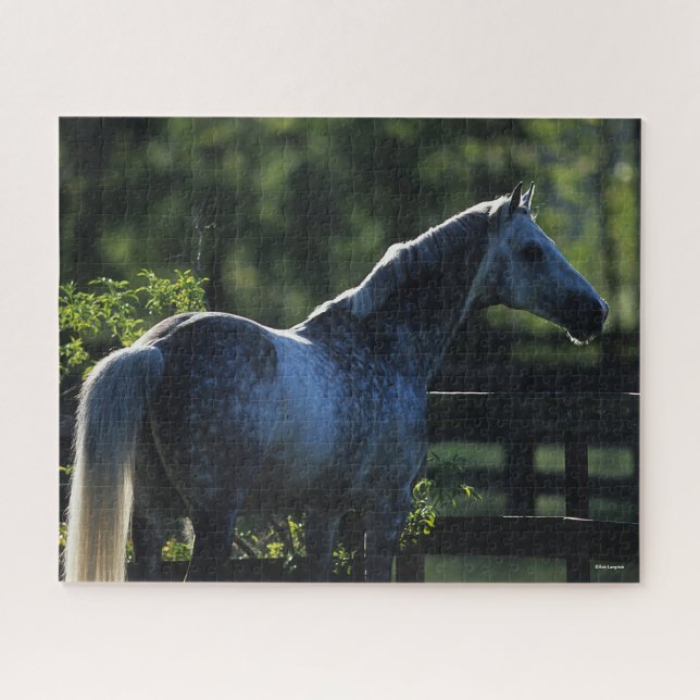 Puzzle Stallion Hanoverian gris pomme debout (Horizontal)