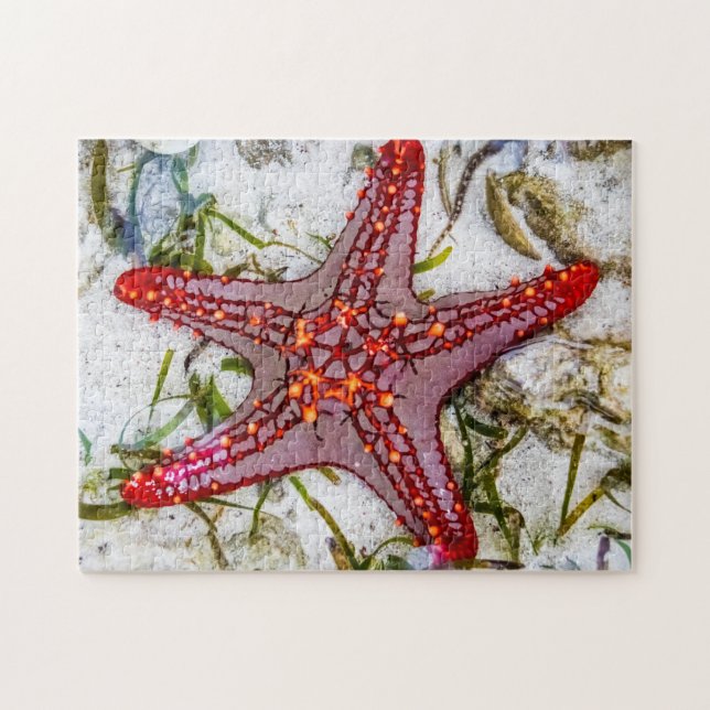 Puzzle Starfish, Zanzibar, Tanzanie (Horizontal)