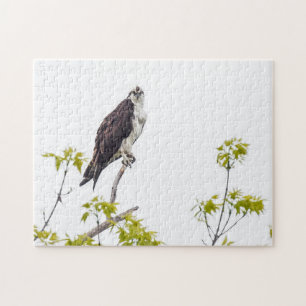 Puzzle Staring Osprey
