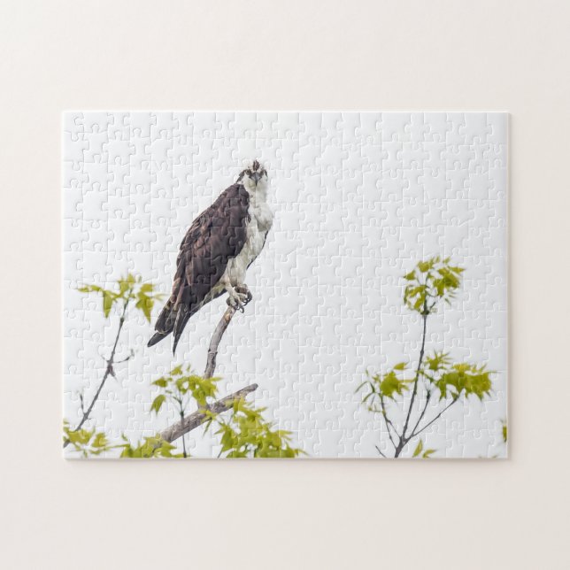 Puzzle Staring Osprey (Horizontal)