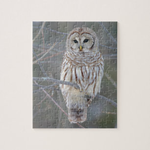 Puzzle Strix Varia de hibou barré