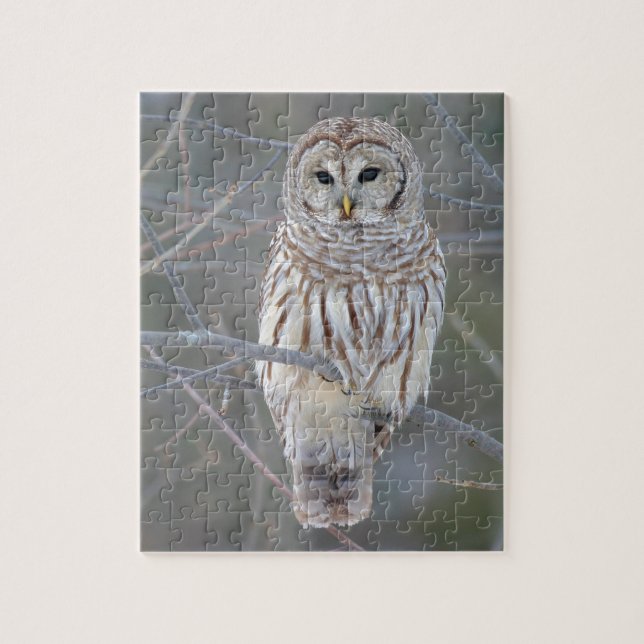 Puzzle Strix Varia de hibou barré (Vertical)