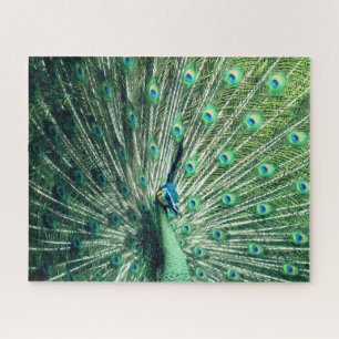 Puzzle Strut Peacock