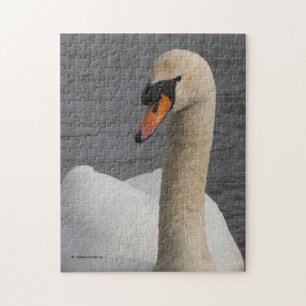 Puzzle Stunning Closeup of a Mute Swan in Harbour