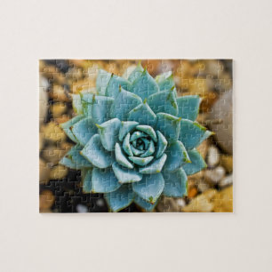 Puzzle Succulent