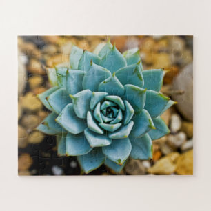 Puzzle Succulent