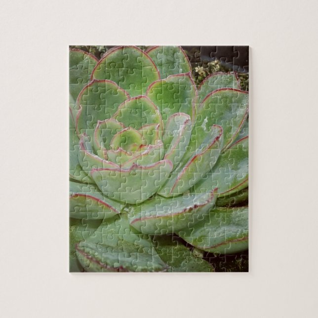 Puzzle Succulent, poules et poulets (Vertical)