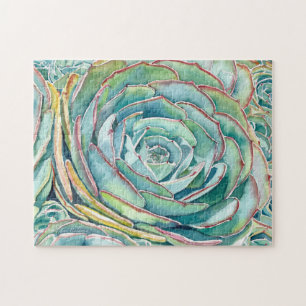 Puzzle succulent : Rose bleu Echeveria
