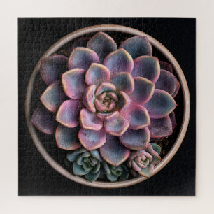 Puzzle Succulente