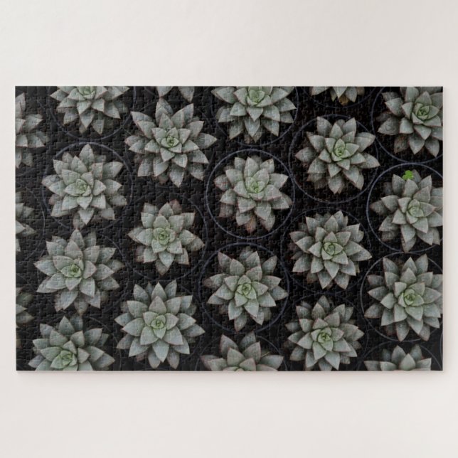 Puzzle Succulents dans les pots (Horizontal)