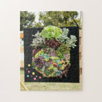 Succulents décoratifs