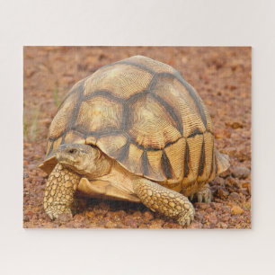 Puzzle Sulcata Tortoise