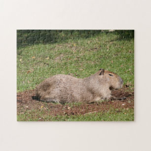 Puzzle Sunbathing Capybara