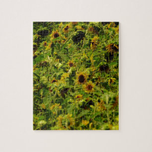 Puzzle Sunflower field
