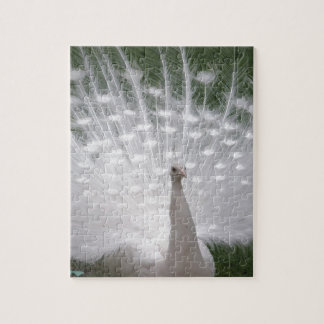 Puzzle Superbe blanc Peacock ( Paon) plein plume