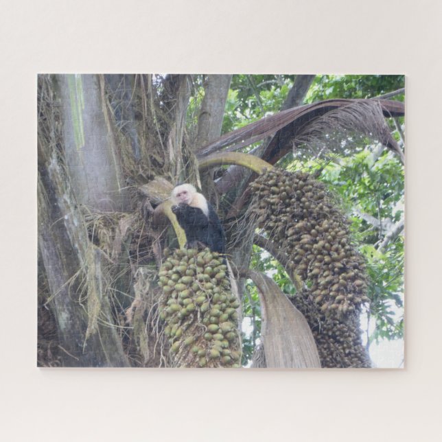 Puzzle sur la faune : Singe capucin mignon dans l' (Horizontal)