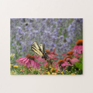 Puzzle Swallowtail Butterfly on Echinacea