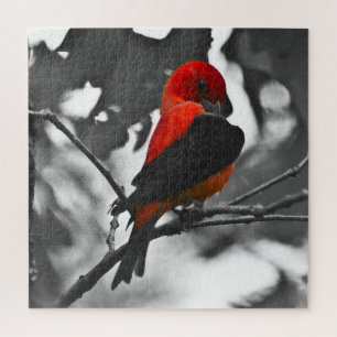 Puzzle Tangara écarlate mâle